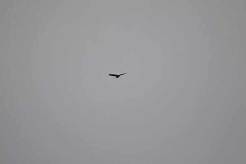 Swamp Harrier