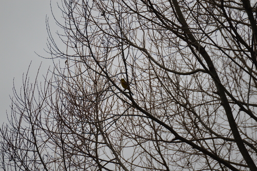 Yellowhammer