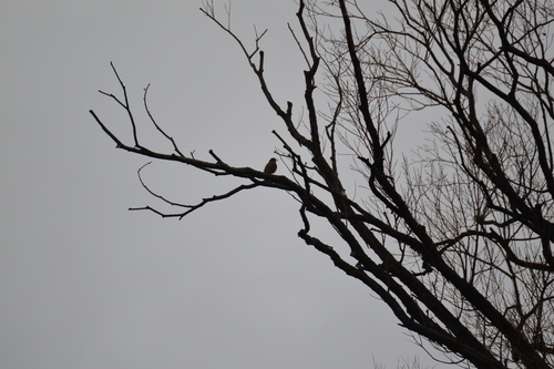 Song Thrush