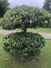 Podocarpus macrophyllus