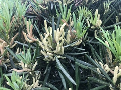 Podocarpus macrophyllus