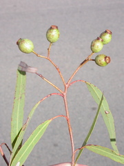 Corymbia ellipsoidea
