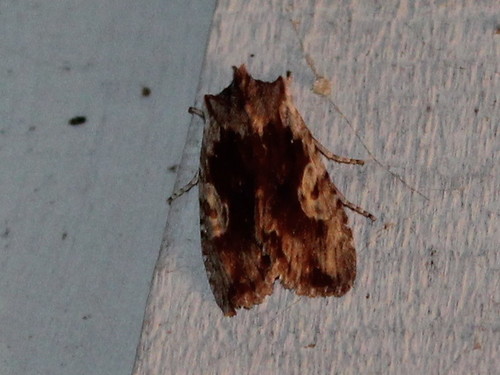 Brown Pinion
