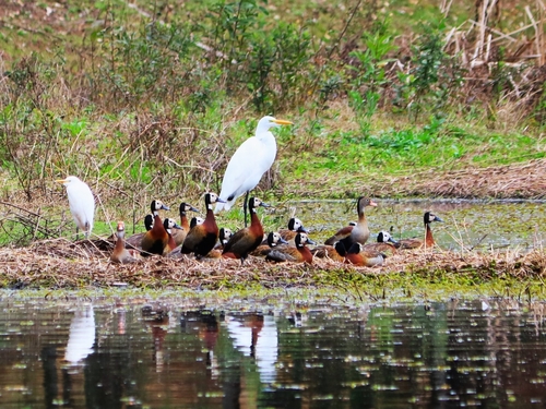 White-faced Whistling-Duck