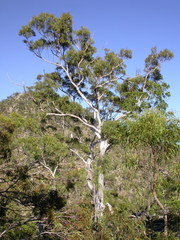 Eucalyptus pachycalyx