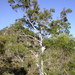 Eucalyptus pachycalyx - Photo (c) Dean Nicolle, algunos derechos reservados (CC BY-NC), subido por Dean Nicolle
