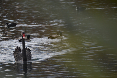 Pacific Black Duck × Mallard