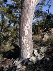 Eucalyptus pachycalyx
