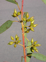 Eucalyptus pachycalyx