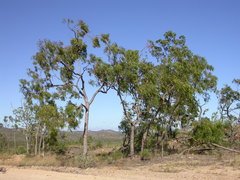 Corymbia stockeri