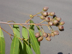 Corymbia stockeri