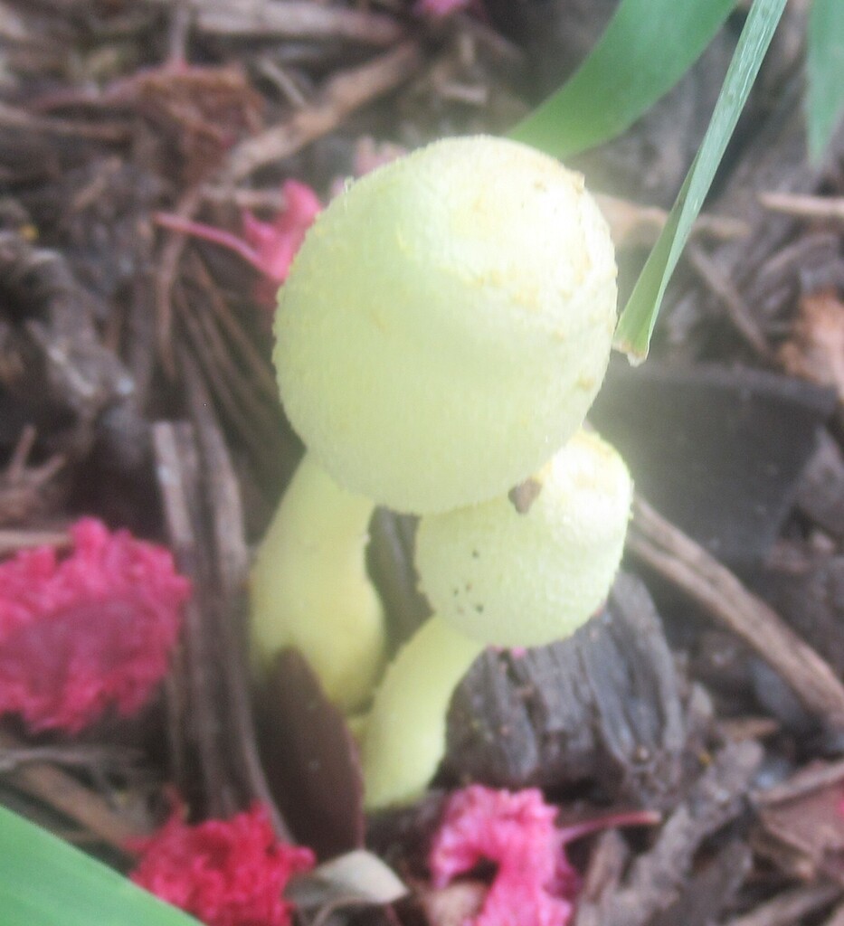 flowerpot parasol · June 2026 · photo: Photo: (c) Linda Jo Conn, some rights reserved (CC BY) · iNaturalist