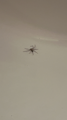 Brown Recluse