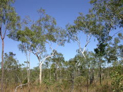 Eucalyptus chartaboma