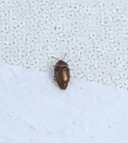 Corylophidae