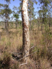 Eucalyptus chartaboma