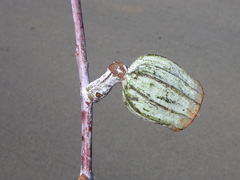 Eucalyptus chartaboma
