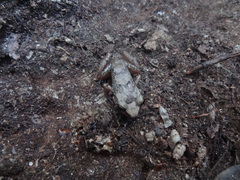 Eleutherodactylus rogersi