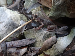 Eleutherodactylus rogersi