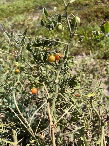 Solanum lycopersicum observed 2026-06-20