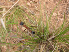 Myrmecia fuscipes