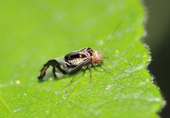 Cerastipsocus trifasciatus