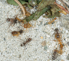 Myrmecocystus