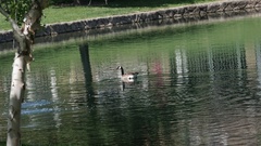 Branta canadensis