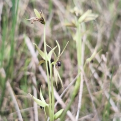 Miersia chilensis, photograph author not stated, no rights reserved