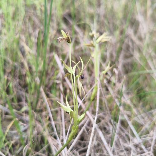 Miersia chilensis, photograph 3