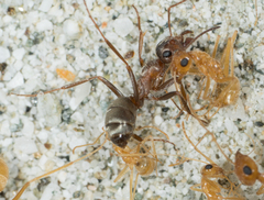 Formica francoeuri