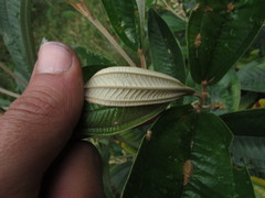Miconia stenostachya