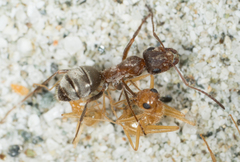 Formica francoeuri