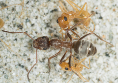 Formica francoeuri