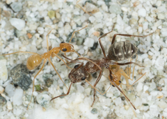 Formica francoeuri