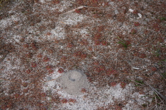 Drosera roseana