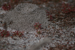 Drosera roseana