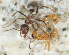 Formica francoeuri
