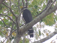 Micrastur semitorquatus