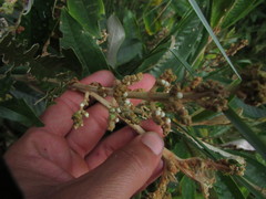 Miconia stenostachya