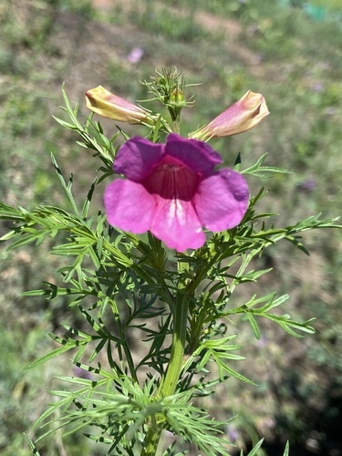 Fern-leaved Trumpet-flower