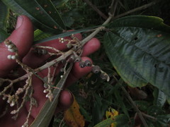 Miconia stenostachya