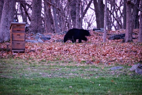 American Black Bear photographed in New York