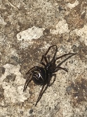 Steatoda autumnalis