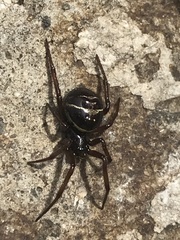 Steatoda autumnalis