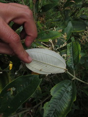Miconia stenostachya