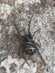 Steatoda autumnalis
