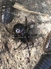 Steatoda autumnalis