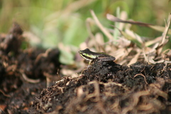 Litoria adelaidensis