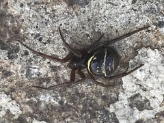 Steatoda autumnalis